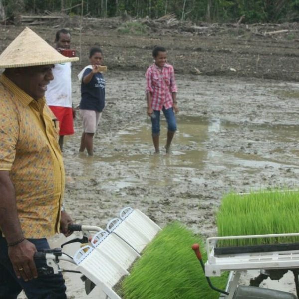Tampak Kepala Dinas TPH Kabupaten Jayapura, Adolf Yokhu, SP, MM sedang melakukan traning bagi petani putra daerah cara menggunakan mesin tanam di Kampung Berap Distrik Nimbokrang, belum lama ini. Tampak Kepala Dinas TPH Kabupaten Jayapura, Adolf Yokhu, SP, MM sedang melakukan traning bagi petani putra daerah cara menggunakan mesin tanam di Kampung Berap Distrik Nimbokrang, belum lama ini.